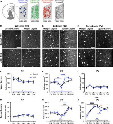 The impact of the mesoprefrontal dopaminergic system on the maturation of interneurons in the murine prefrontal cortex